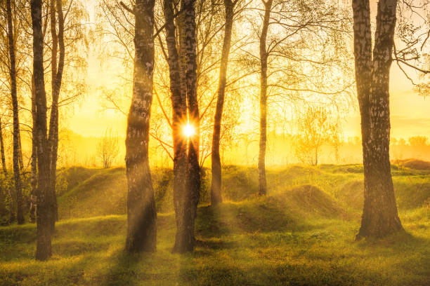 istock Sunrise or sunset in a spring birch forest with rays of sun shining through tree trunks by shadows and young green grass. 1353451325