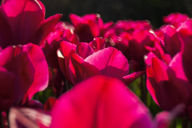 pink tulips garden - agriculture bed botany copy space imagens e fotografias de stock