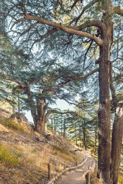 istock Cedrus Libani trees at Cedars of God forest, Arz, Bsharri, Lebanon 1353451421