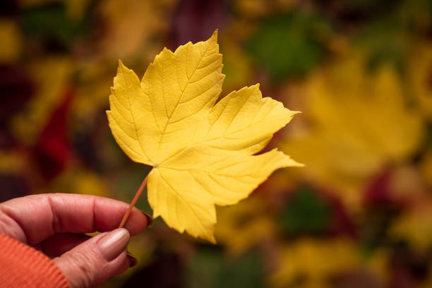 istock Yellow autumn leaf in a woman's hand 1353452103