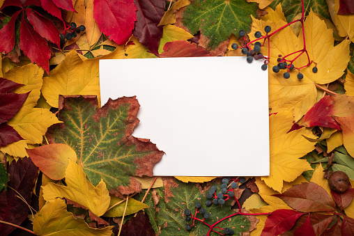 Colorful autumn leaves with white space for your message. . Background of colorful autumn leaves .Autumn leaves close up.Stock photo.