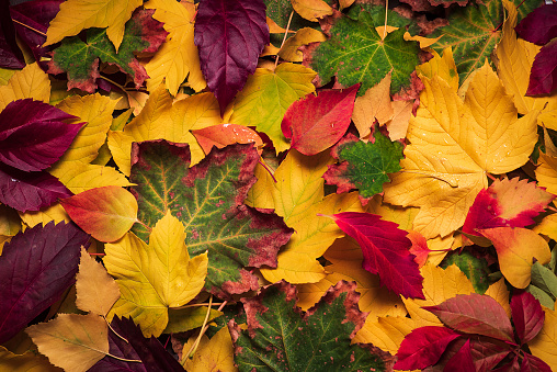 Colorful autumn leaves background pattern .Color of autumn leaves on the ground in October and November.Autumn leaves close up.Stock photo