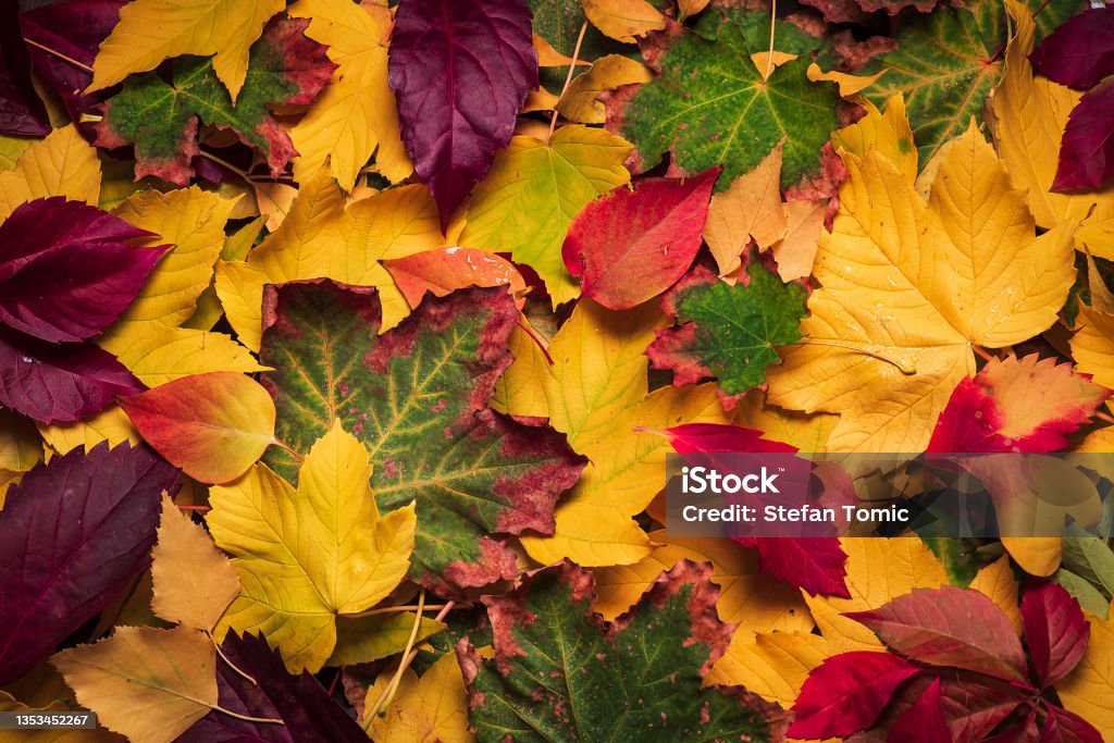 Colorful autumn leaves background pattern Colorful autumn leaves background pattern .Color of autumn leaves on the ground in October and November.Autumn leaves close up.Stock photo Autumn Stock Photo