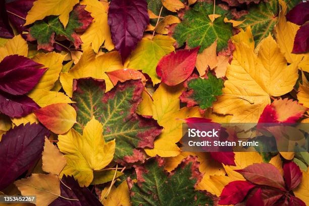 Colorful Autumn Leaves Background Pattern Stock Photo - Download Image Now - Autumn, Falling, Backgrounds