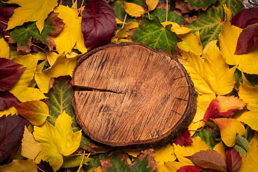 Colorful autumn leaves and wooden plank, background pattern. Color of autumn leaves on the ground in October and November. Autumn leaves close up.Stock photo