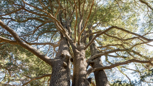 tronchi di alberi di cedrus libani nella foresta dei cedri di dio, arz, bsharri, libano - bcharre foto e immagini stock