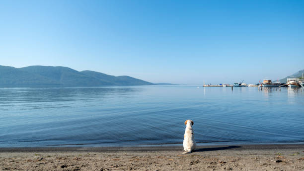 lonely dog ​​watching the sea