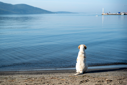 lonely dog ​​watching the sea