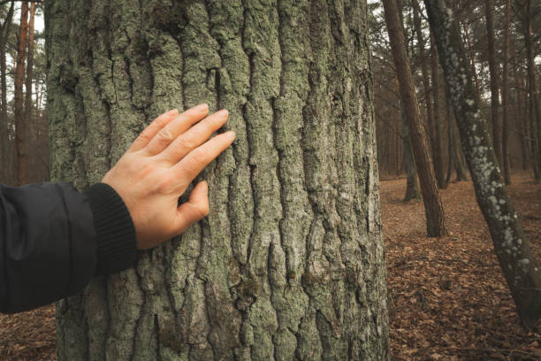istock A human hand touching the trunk of a thick tree 1353452794