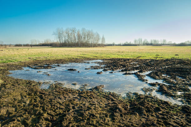 istock Frozen water in the meadow and trees on the horizon 1353452806