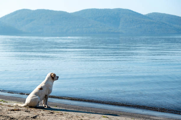 istock lonely dog ​​watching the sea 1353452865