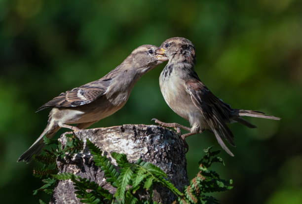 Fighting sparrows stock photo