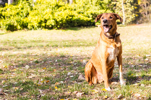 Portrait of beautiful and happy mixed-breed dog on autumn yellow leaves