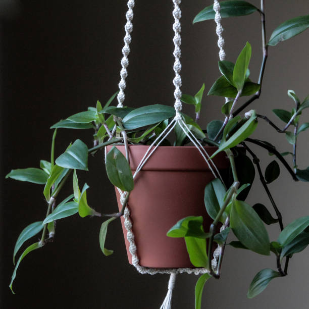 istock Plants at home: green tradescantia in a hand made macrame plant hanger 1353453923