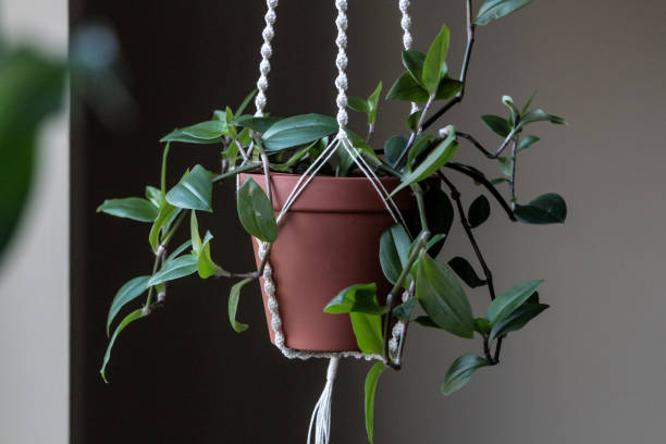 istock Plants at home: green tradescantia in a hand made macrame plant hanger 1353453925