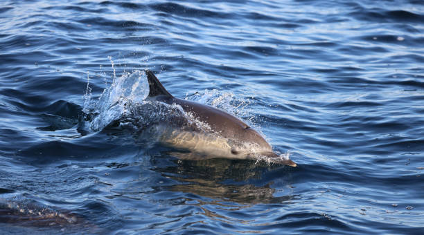 istock Dolphin Jumping in the water 1353453962