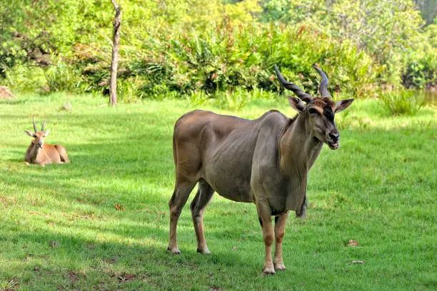 A picture of a Gnu in the savanna