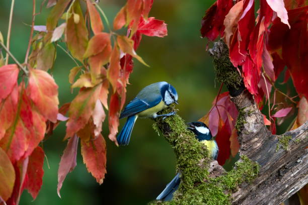 istock Blue tit and great tit in autum 1353454967