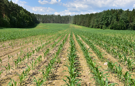 Corn on the green stalk in the field. Maize or sweetcorn plants. Cornfield at farm. Harvest season and Agricultural concept. Maize feet industrial. Essential grain crops corn and Maize cob.