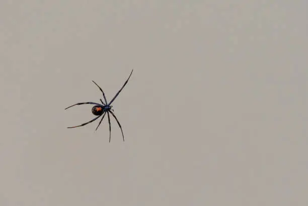 Photo of A poisonous Black Widow spider in the Big Bend Naitonal Park