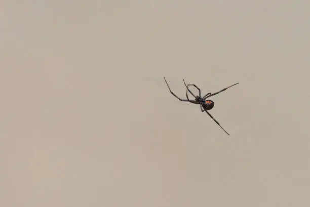 Photo of A poisonous Black Widow spider in the Big Bend Naitonal Park