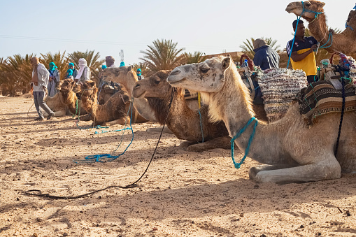 Dromedary Camel sits on the sand in the Sahara Desert, resting. Tunisia, 18,05,2021