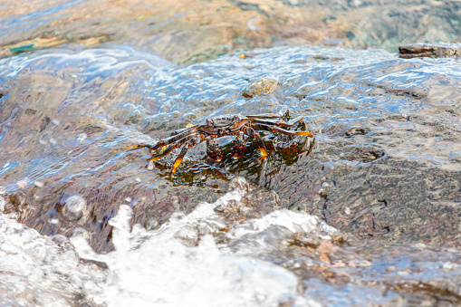 Orange spider-crabs with long legs crawl on rocks near sandy beach. Creatures from Thomisidae family of spiders cast shadows on sunny day extreme closeup