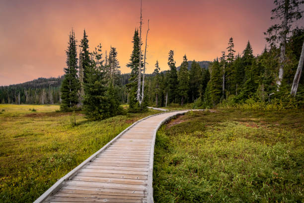 istock Paradise Meadows Wilderness Trail 1353458660