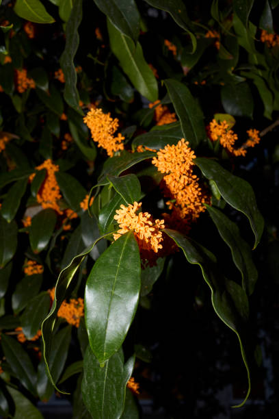 istock Osmanthus fragrans in bloom 1353460623