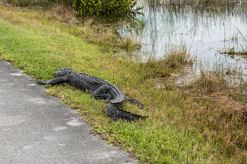 An alligator sleeping in the grass, Everglades National Park, USA