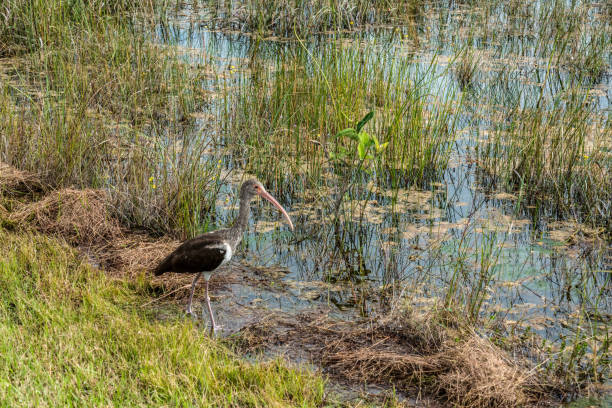 istock Juvenile Ibis in the Everglades National Park 1353461741