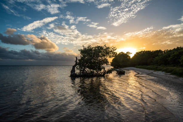 sonnenuntergang über dem everglades national park - city of sunrise sunrise tree sky stock-fotos und bilder