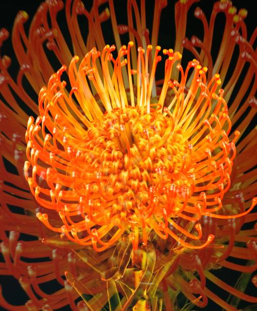 istock Leucospermum flower on black background double exposure 1353462030