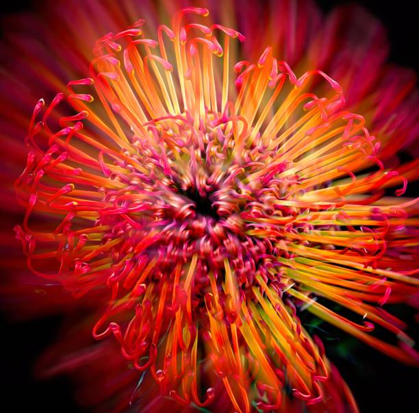 istock Leucospermum flower on black background double exposure 1353462033