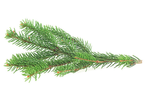 istock Green pine branch isolated on a white background. Christmas tree. 1353462260