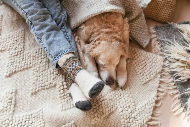 Photo of Festive socks on  legs and cute golden retriever dog on carpet. Family relax time. Winter Christmas holidays and hygge concept.  Atmospheric moments lifestyle.