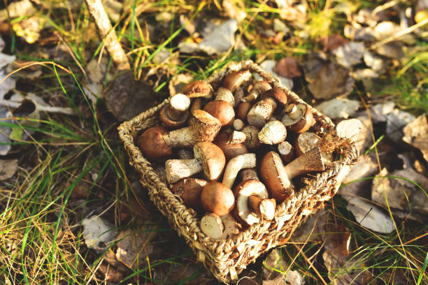 funghi in un cesto di vimini. fungo bolete di betulla su uno sfondo di erba verde. - porcini mushroom foto e immagini stock
