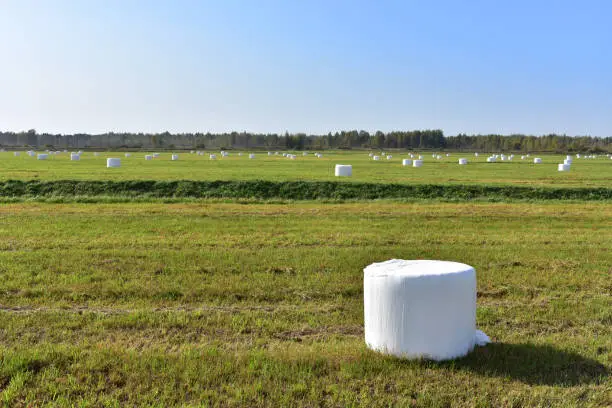 Haystack in rolls in white packages stored in field. Packed hay rolls in white plastic after round baler. Hay bale from residues grass. Hay stack for farm animals. Harvest silage season.