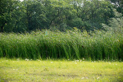 Cattails in the meadowy field.