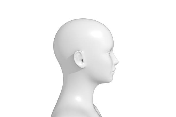 istock Woman, Human Female Head, 3D 1353466536
