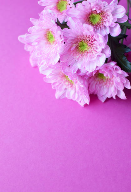 Beautiful pink in full bloom on pink background. Copy spase. Flat lay.