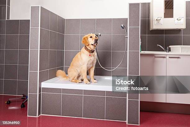 Pies Siedzi W Prysznic W Weterynarii - zdjęcia stockowe i więcej obrazów Pies - Pies, Prysznic, Przygotowanie