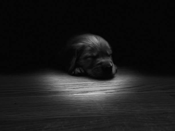 Portraits of a mixed-breed dog