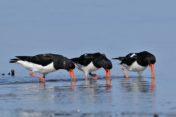 istock Oystercatcher, Haematopus ostralegus 135347070