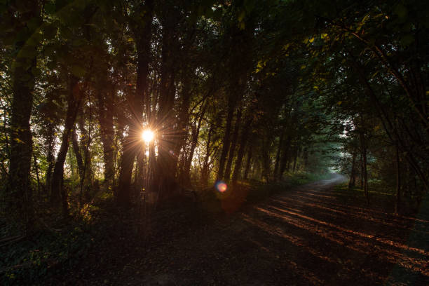 istock Carengione park at dawn 1353471953