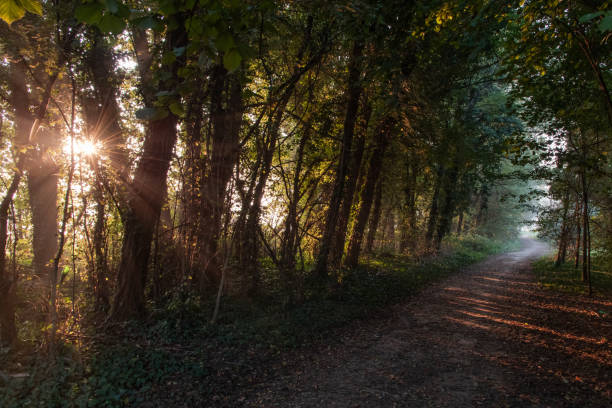 istock Carengione park at dawn 1353471955