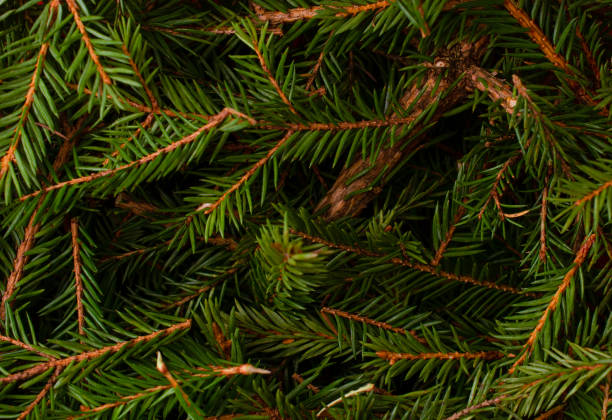 istock background of Christmas tree branches. top view 1353472262