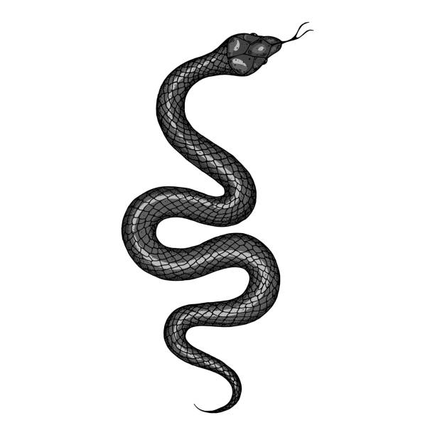 ilustracja węża. ilustracja wektorowa. ręcznie rysowana ilustracja do nadruku na koszulce, tkaniny i innych zastosowań - snake stock illustrations