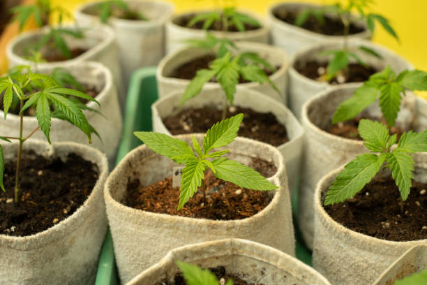 growing marijuana plants in geotextile or texpot pots stock photo