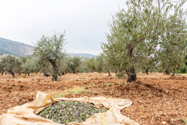 istock Olives on a tarp with olive trees in the background 1353474864